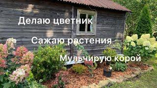 ДЕЛАЮ ЦВЕТНИК И МУЛЬЧИРУЮ КОРОЙ. Высаживаю лапчатку, стефанандру и гортензию.