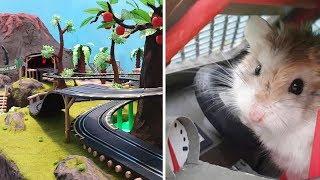 MAJOR HAMSTER vs CAT dr. MAX 1: VOLCANO JUNGLE RACE