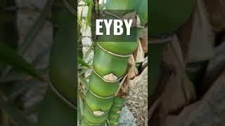 Wamin Dwarf Clumping Bamboo, a Must Have in Any Yard @EatYourBackYard