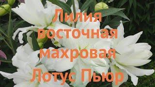 Лилия восточная махровая Лотус Пьюр (lilium)  обзор: как сажать, луковицы лилии Лотус Пьюр