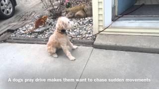 Doorway Manners - Dog Psychology and Training Center: Greenville, SC.