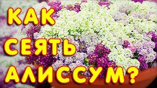 Выращивание алиссума. Как вырастить алиссум. Алиссум из семян. Посев алиссума #4