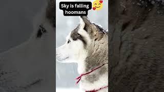 Siberian Husky  Reacts To Snow! Husky Vs. Snow Funny Dog What HUSKY Does When It  SNOWS