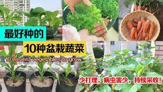 最容易种植成功的10种懒人蔬菜——产量高，病虫害少，少打理|10 easiest vegetables to grow|最适合新手入门