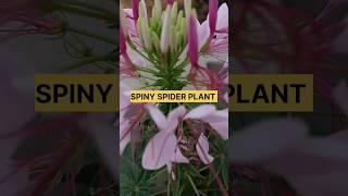 SPINY SPIDER PLANT/ IN MY RELAX GARDEN #youtubeshorts #shortvideo #virel