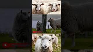 amazing information about sheep #shorts #kiranmalache