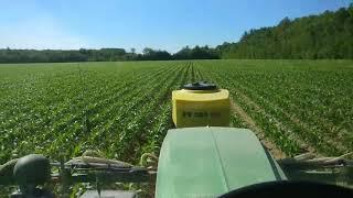 Organic corn interseeding