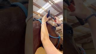 Beginner Vs Experienced Horse Owners!  #shorts #animals