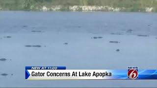 Lake Apopka Gators