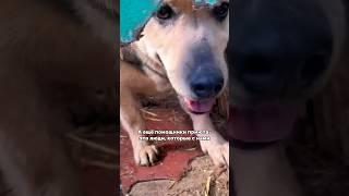 ГОЛОД В ПРИЮТЕ?  #помощьживотным #helpanimals #приютдлясобак #творидобро #dogshelter #доброедело