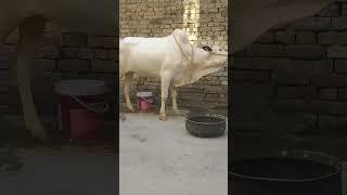 #Rajab family  Eid ul azha ki qurbani 2024 #newsong #music #cow #bakraeidlover #funny #live #animals