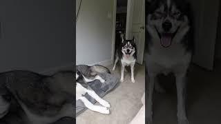 My Husky gets mad his Brother is In his bed! (He throws a tantrum!) #dogshorts #shorts #huskies