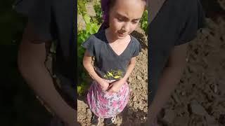 üzüm bağları ırmak Aydın
