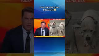 Pets Interrupt News Interviews #foryou #funny #fypシ゚viral #cat #cats #pets #animals #funnycats