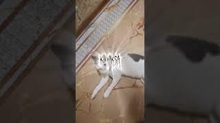 klyaksa edit