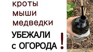 Рабочее средство против вредителей огорода - деготь. Но нужно выбрать правильный.