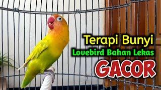 SUARA BURUNG LOVEBIRD NGEKEK PANJANG FIGHTER, SUARANYA AMPUH JADIKAN Lovebird Gacor NYAUT SEKETIKA