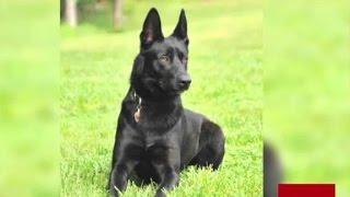 K-9 officer saves ambushed partner