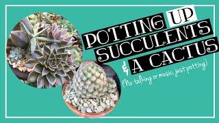 Just Adding Succulents to this Arrangement| No talking or Music| April 2020