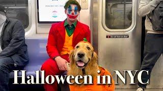  2024 NYC HALLOWEEN Special!  Walkin’ My Pumpkin DOG All Over Manhattan, Thriller!