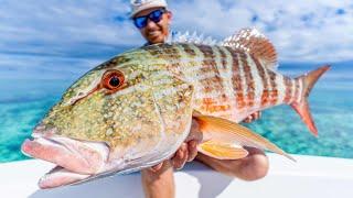 The Worlds Best Fishing Spot. (Popping and Jigging The Great Barrier Reef)