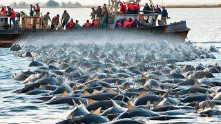 Modern fishing boats carrying hundreds of tons of giant cod, fishermen catch and process cod at sea!