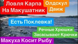 Ловля Карпа на МакушатникКак Поймать Крупную РыбуМакушатник на КарпаВырывает Удочку из Рук Днепр