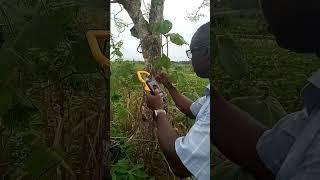 Moringa Tree Generates Electricity - True or False: by GeoEye Plus.