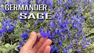 Easy Border Plant | Germander Sage (Salvia chamaedryoides)