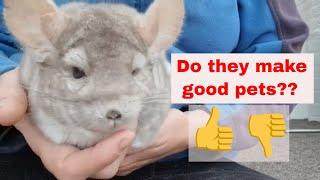 Do chinchillas make fantastic pets?