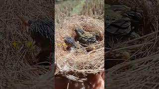 Anakan burung wiceh/kolibri manggar#shortsvideo #kolibrimanggar#wiceh