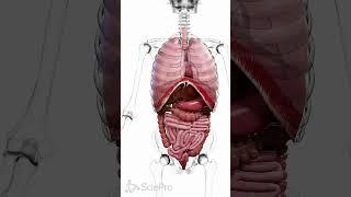  Motion in Harmony: The Movements That Keep Us Alive #anatomy