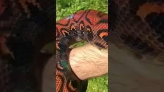 Красная змея #shorts #snake #reptiles #redsnake