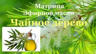 Матрица ГаряеваЧайное Дерево Эфирное МаслоTea Tree Essential OilMatrix Garyaev