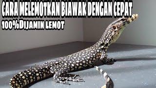 Cara Melemotkan Varanus Salvator/Biawak air Di Jamin Pasti Lemot