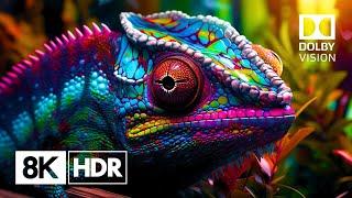 The Ultimate 8K HDR Experience: Nature's Glory in Ultra HD 60fps Dolby Vision™