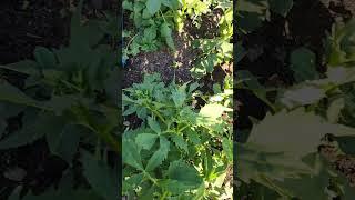 Easy way to deep water plants. #garden #flowergarden #flower #gardening #diy #gardenideas