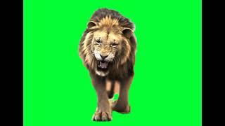 The lion walk Green screen video || no copywrite free video for editing || Green screen video