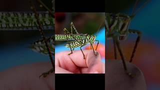 Types of Katydids Part 8 #insects #katydid