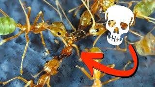 Don't Mess With Weaver Ants!