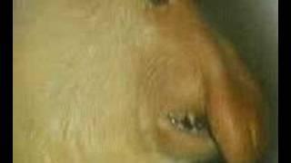 Male Proboscis Monkey