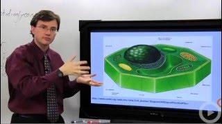 Cell Membrane - Cell Wall