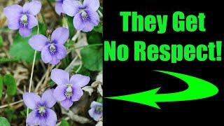 6 Reasons Why You Should LOVE Native Violets!