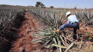 Making tequila, harvesting a blue agave plant in Mexico