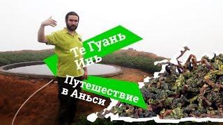 Те Гуань Инь. Путешествие в Аньси, пров. Фуцзянь. Tie Guan Yin, Fujian, Anxi, 安溪,福建,铁观音 апрель 2013