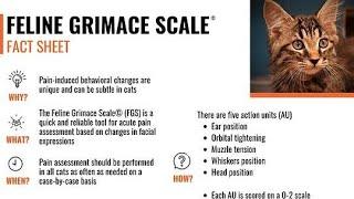 Feline Grimace Scale