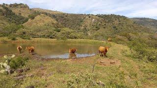 P169 Rancho con sorprendente cosecha de agua y resultados.