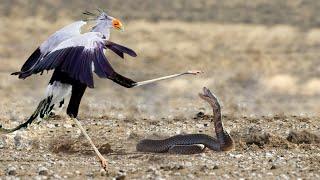 Even snakes FEAR this Bird | The Kung Fu Secretary Bird