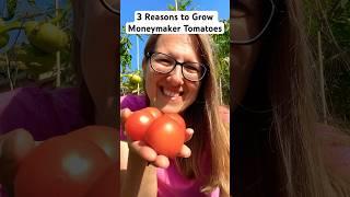 3 Resons to Grow Moneymaker Tomatoes #growveg #gardening #growingveg #vegetables