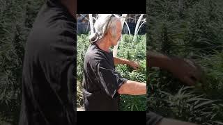 Old school cannabis grower in the #garden #mmj #cannabisdaily #cannabis101 #fyp #video #oldschool